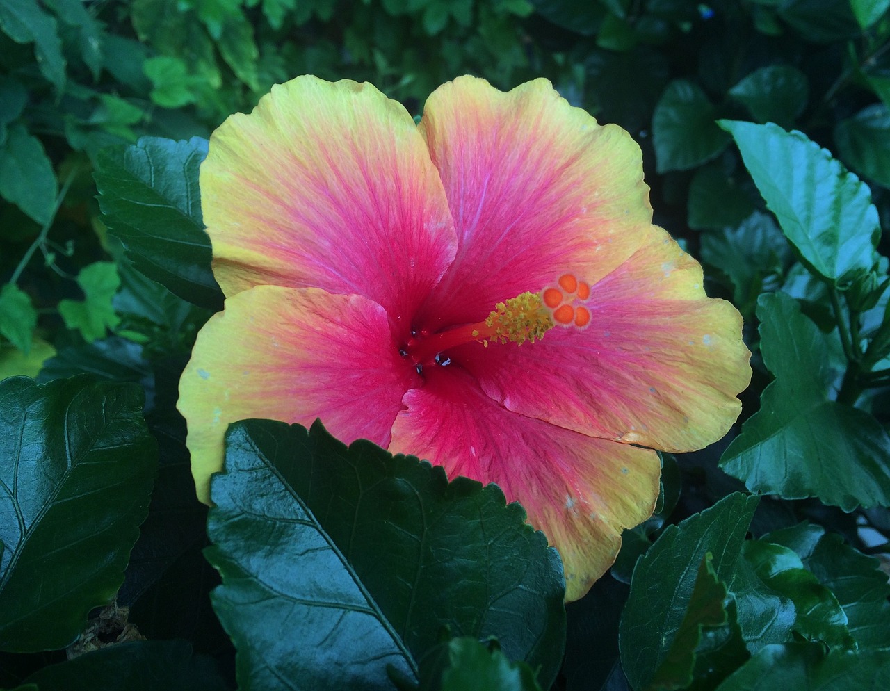 flowers hibiscus southern countries free photo