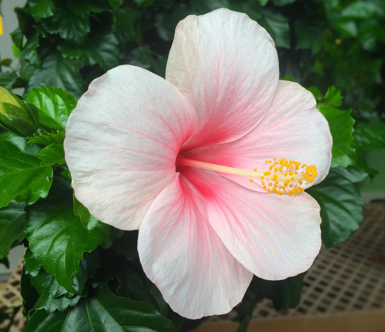 flowers hibiscus southern countries free photo