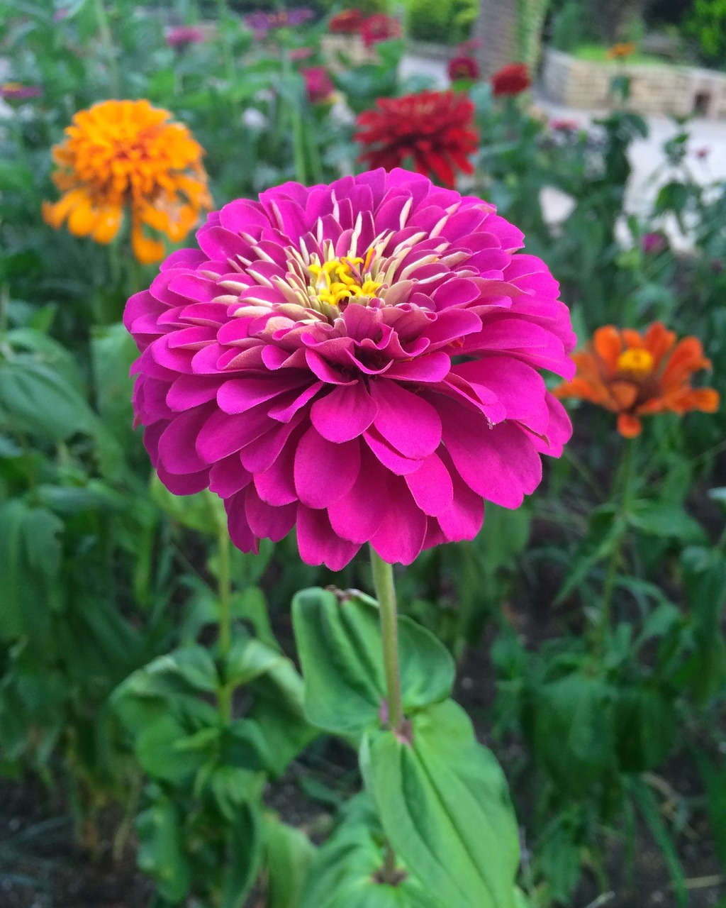 flowers dahlia pink free photo