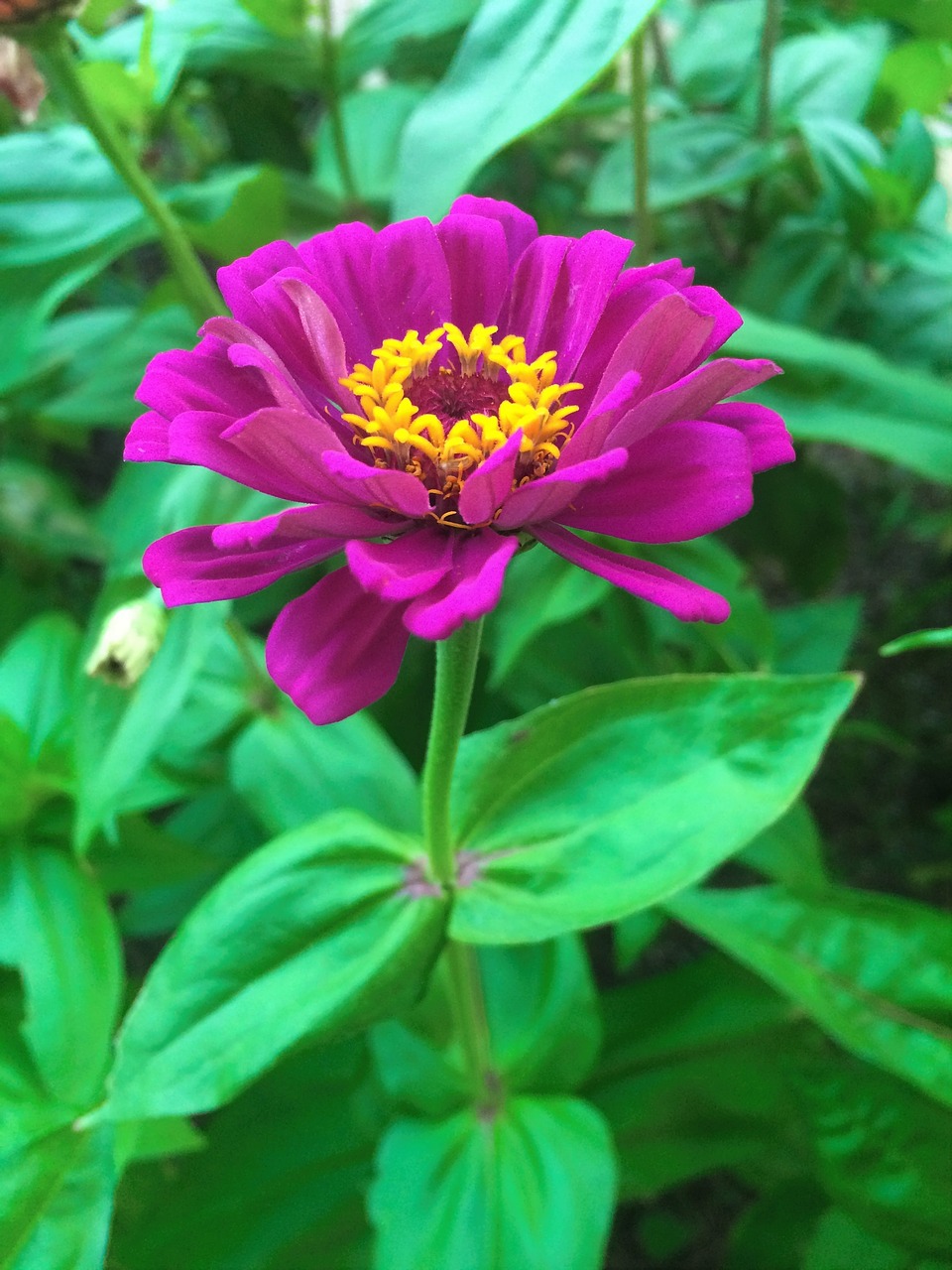 flowers dahlia pink free photo