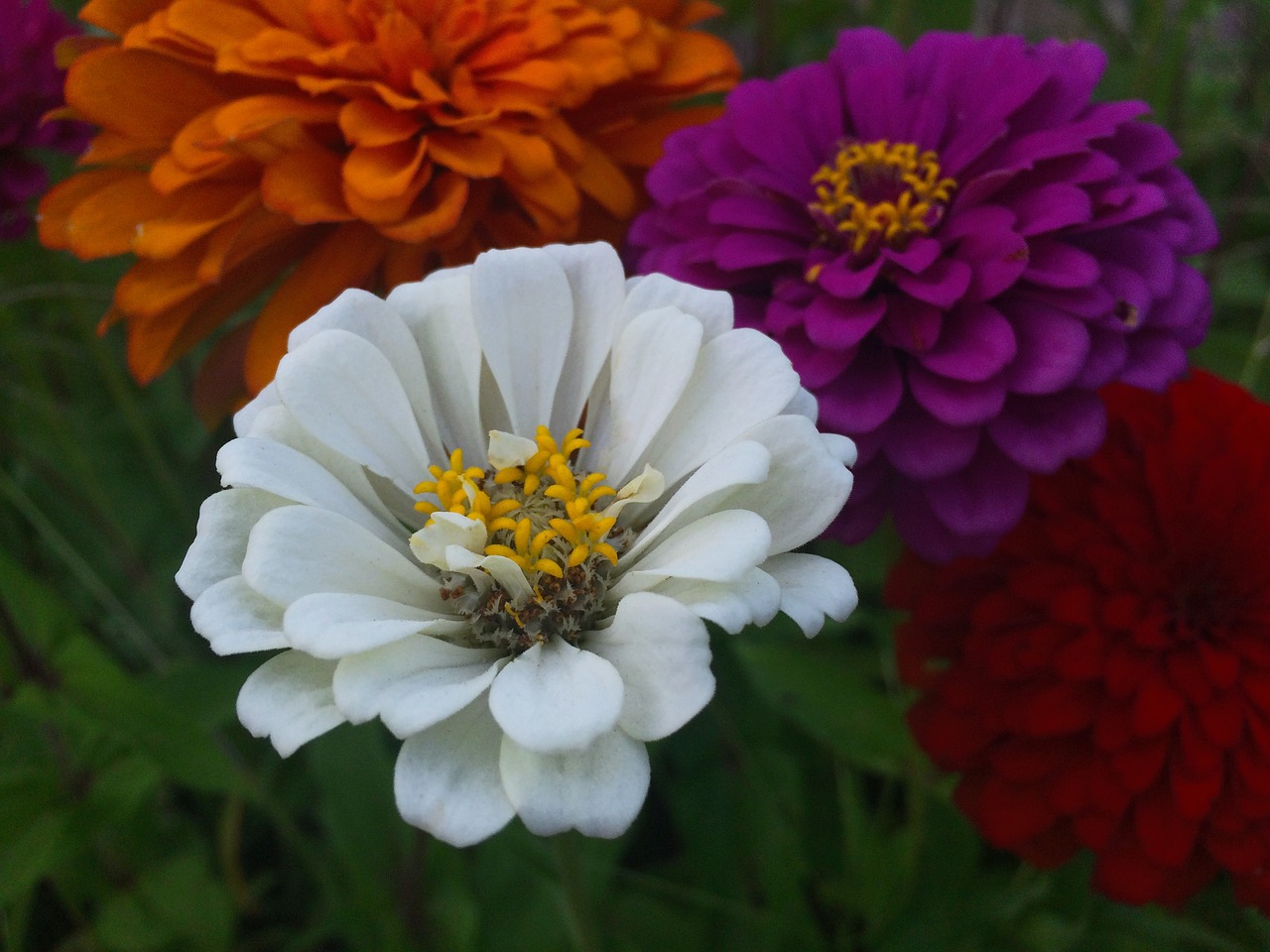 flowers dahlia white free photo