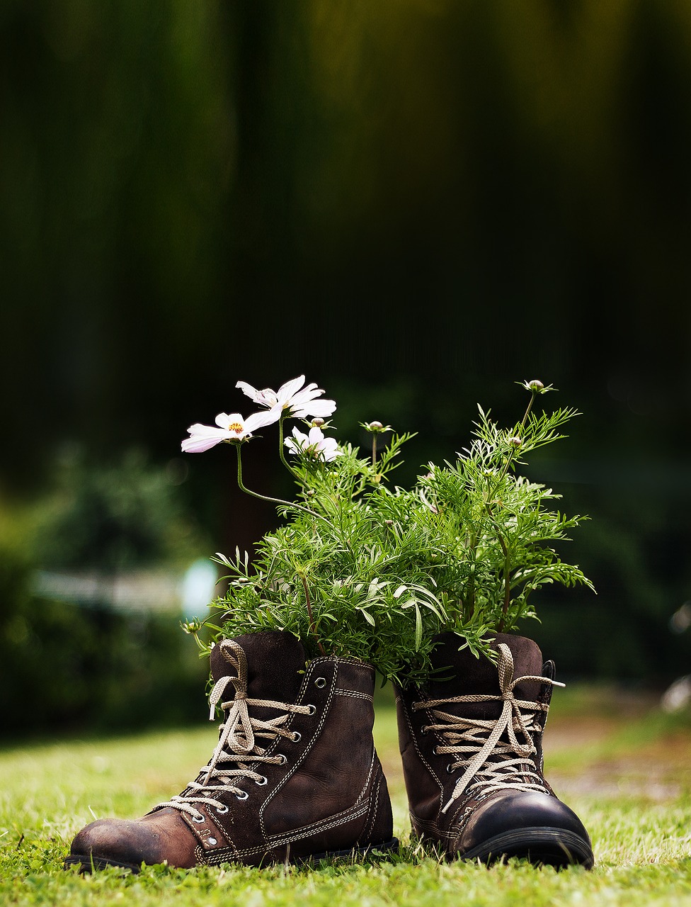 flowers shoes meadow free photo