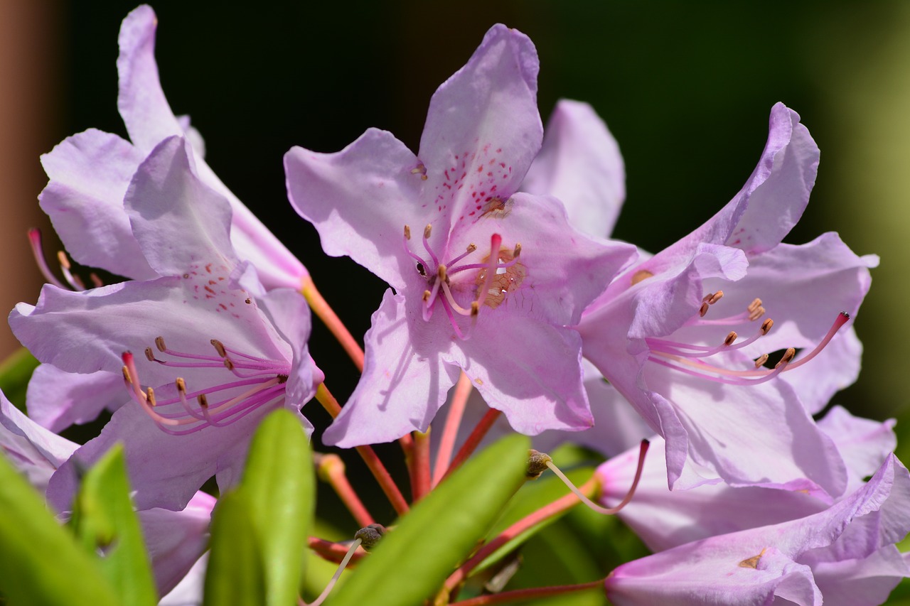 flowers home garden phlox free photo