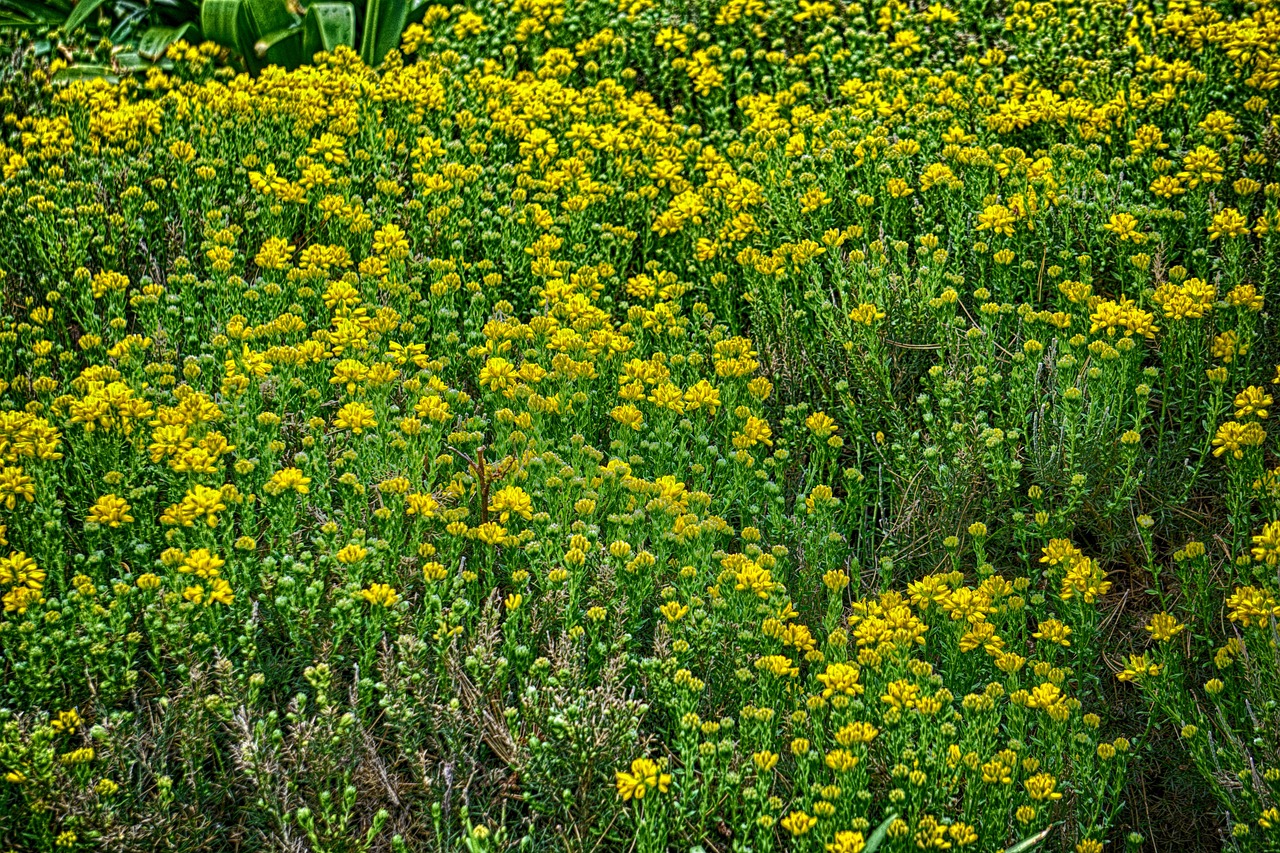 flowers flora flowering free photo