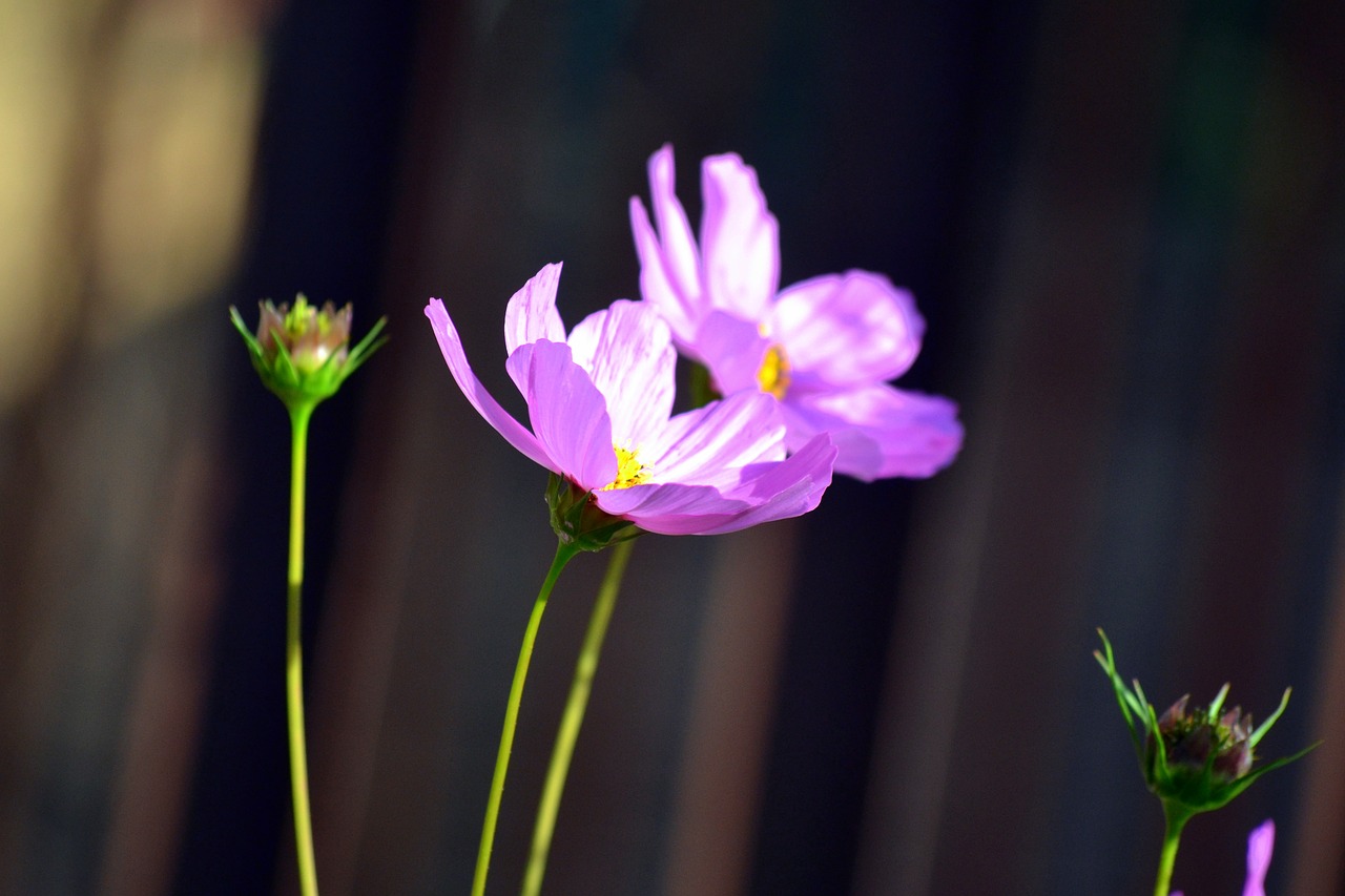 flowers spring blossom free photo