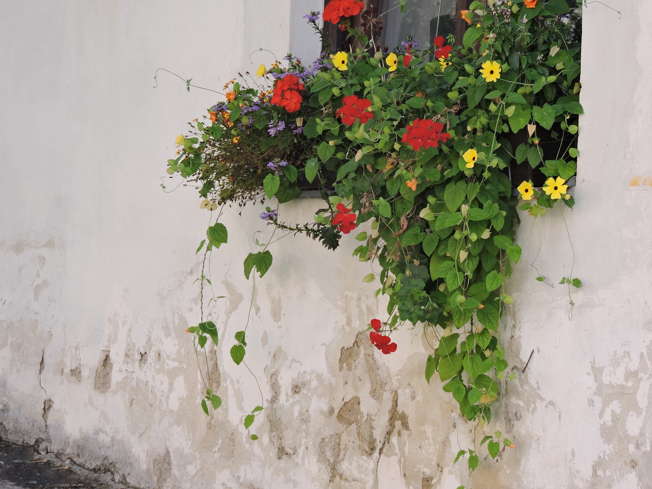 flowers house wall window free photo