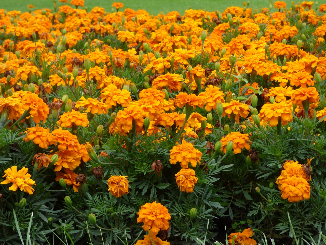 flowers orange field free photo