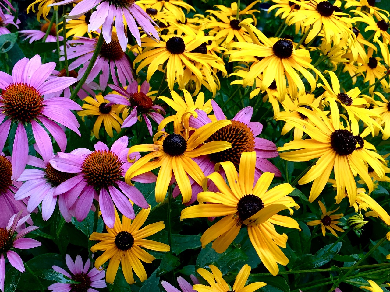 flowers perennials garden free photo