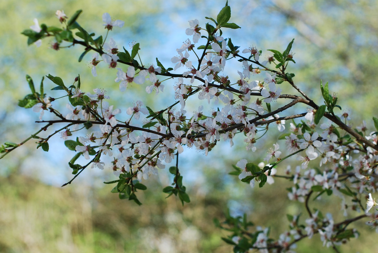 flowers spring tree free photo