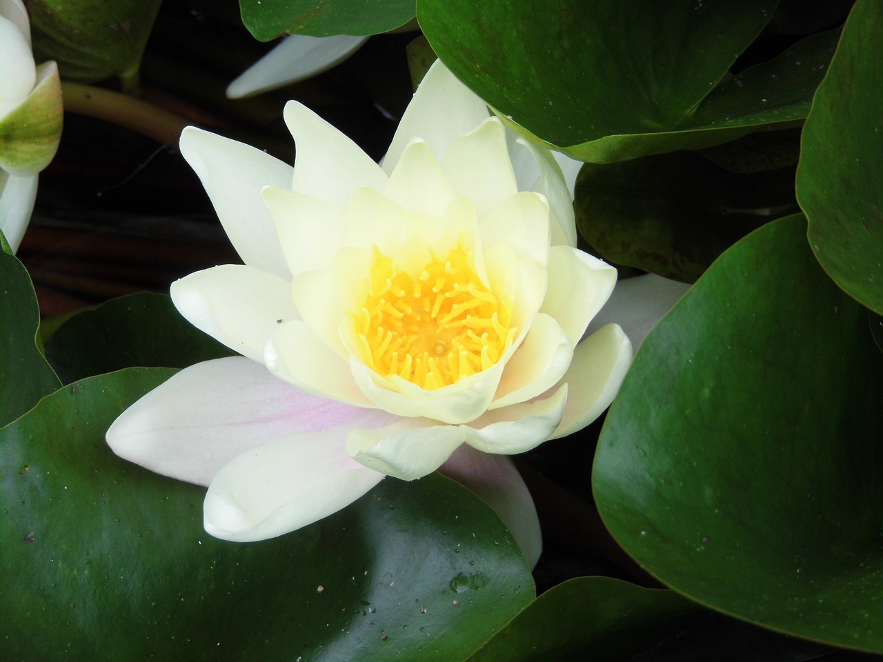 flowers white water lily aquatic free photo