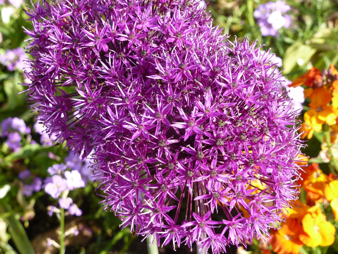 flowers alium violet free photo