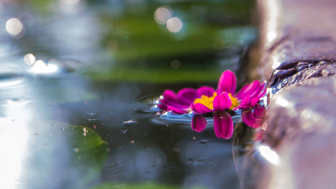 flowers pool macro free photo