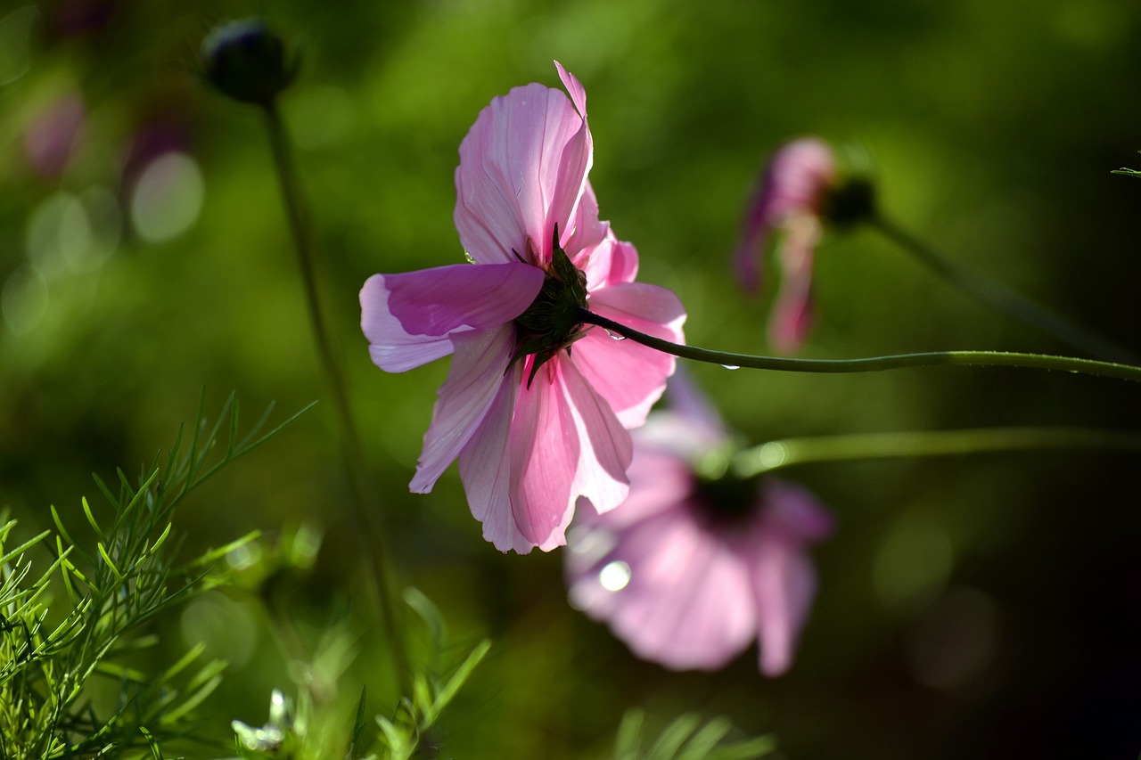 pink cosmos blossom nature free photo