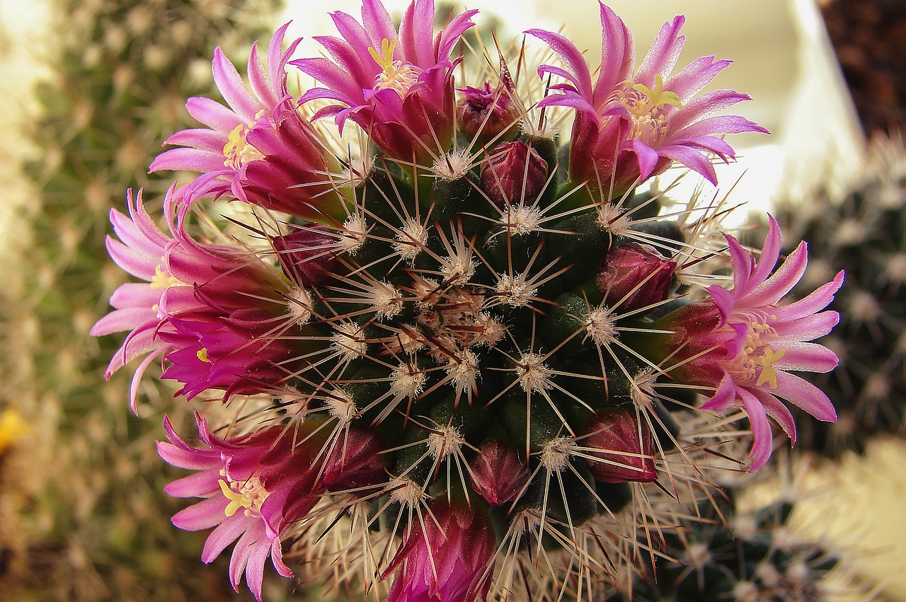 flowers plant pink free photo