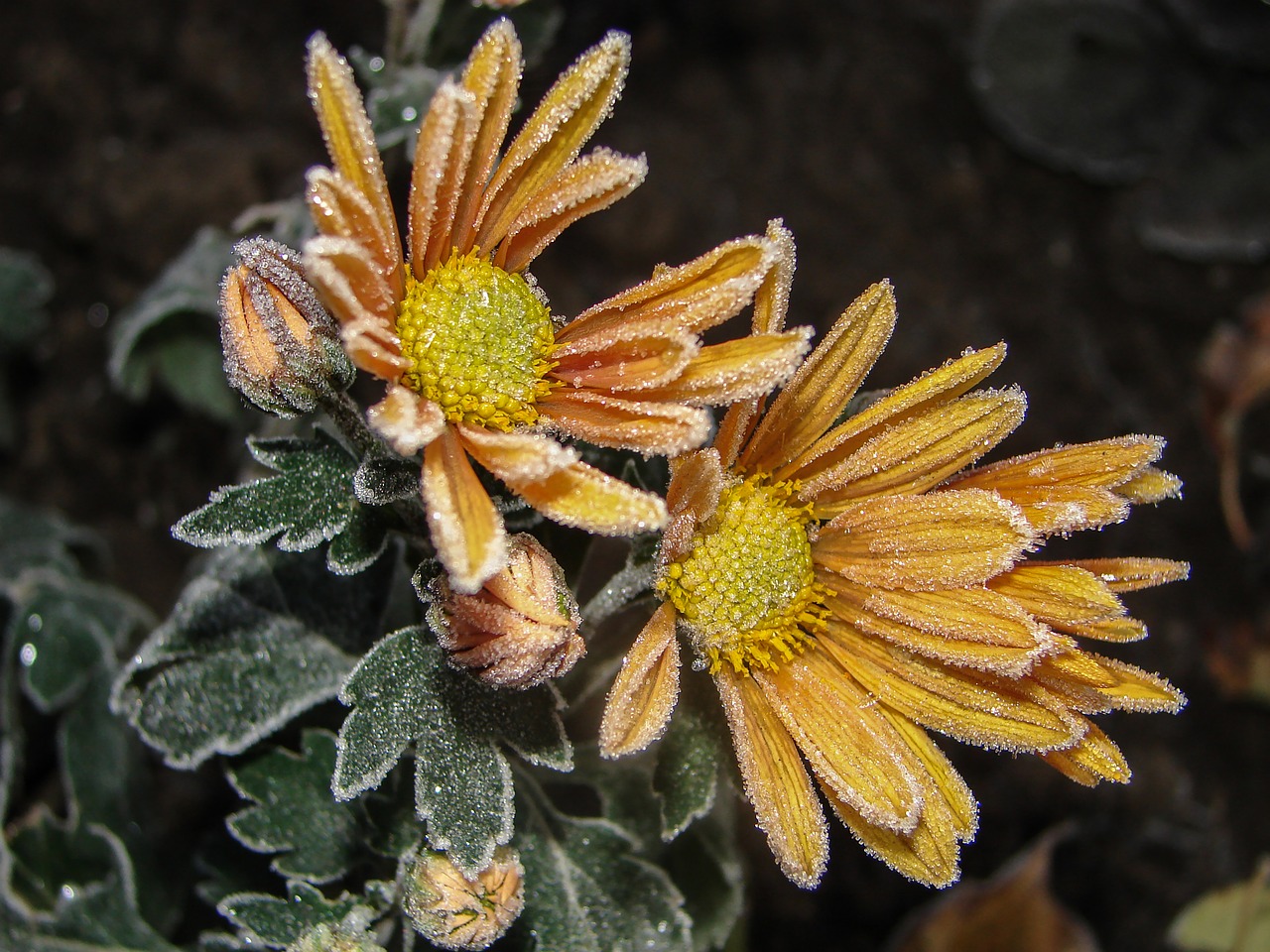 flowers frost chrysanthemum free photo