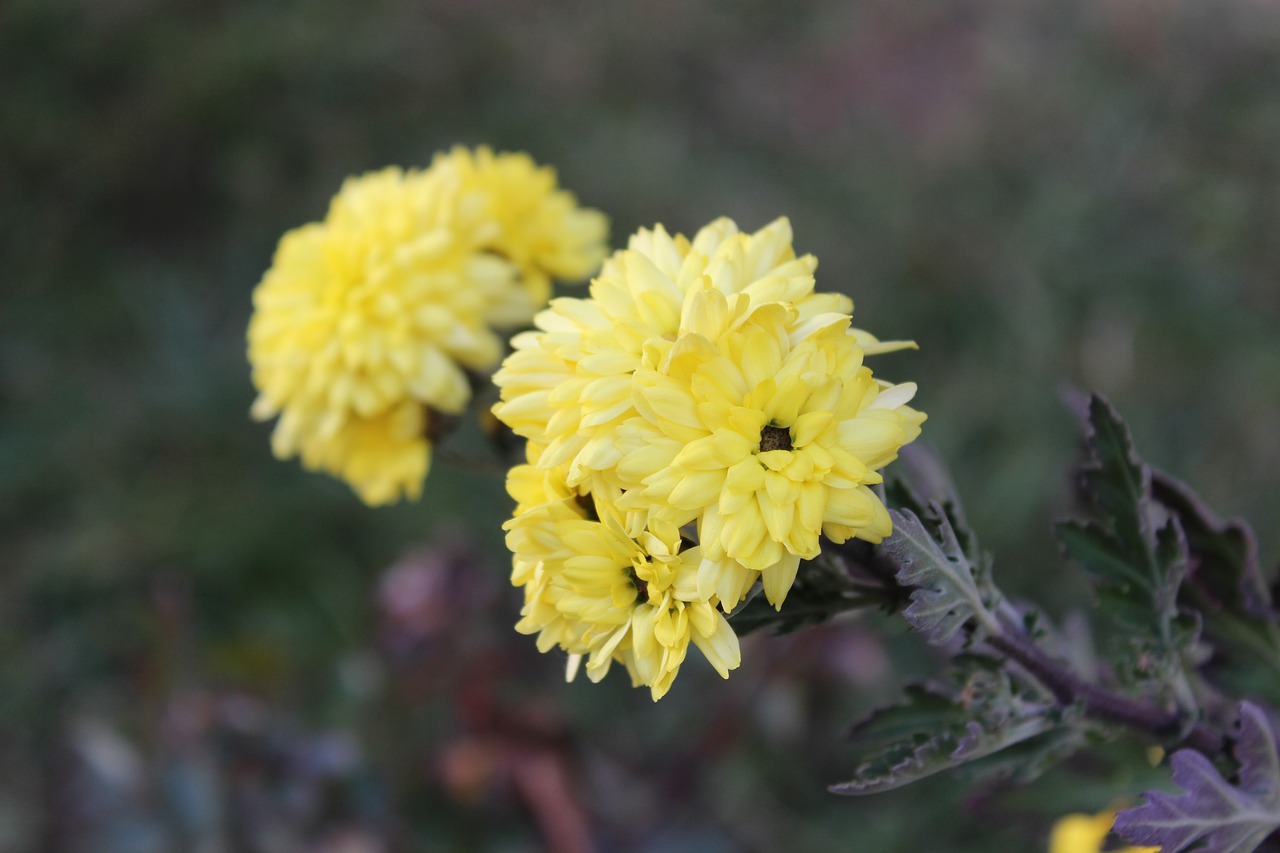 flowers flowers field a yellow flower free photo