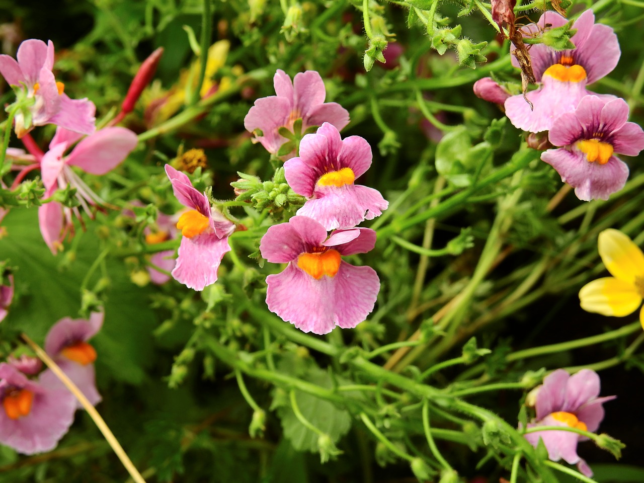 flowers blossom bloom free photo