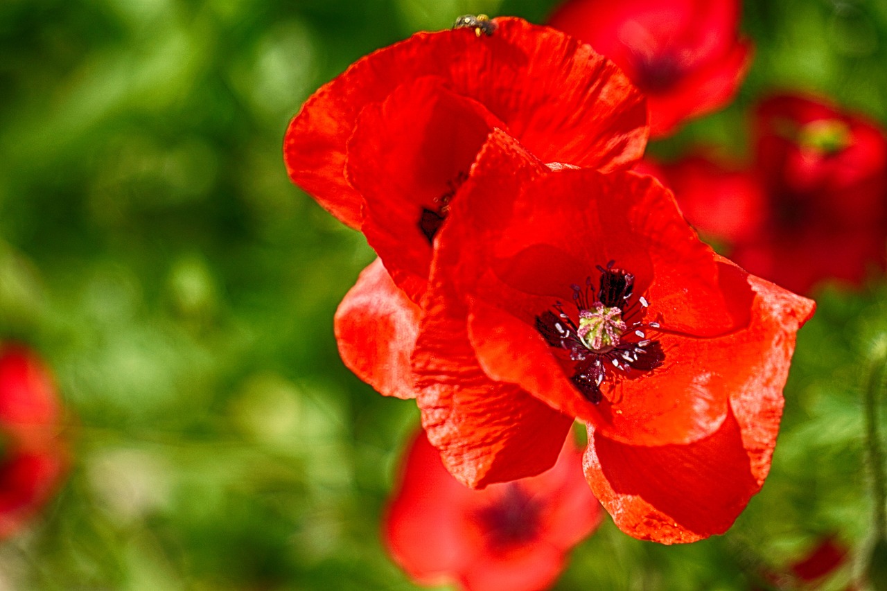 flowers poppies nature free photo