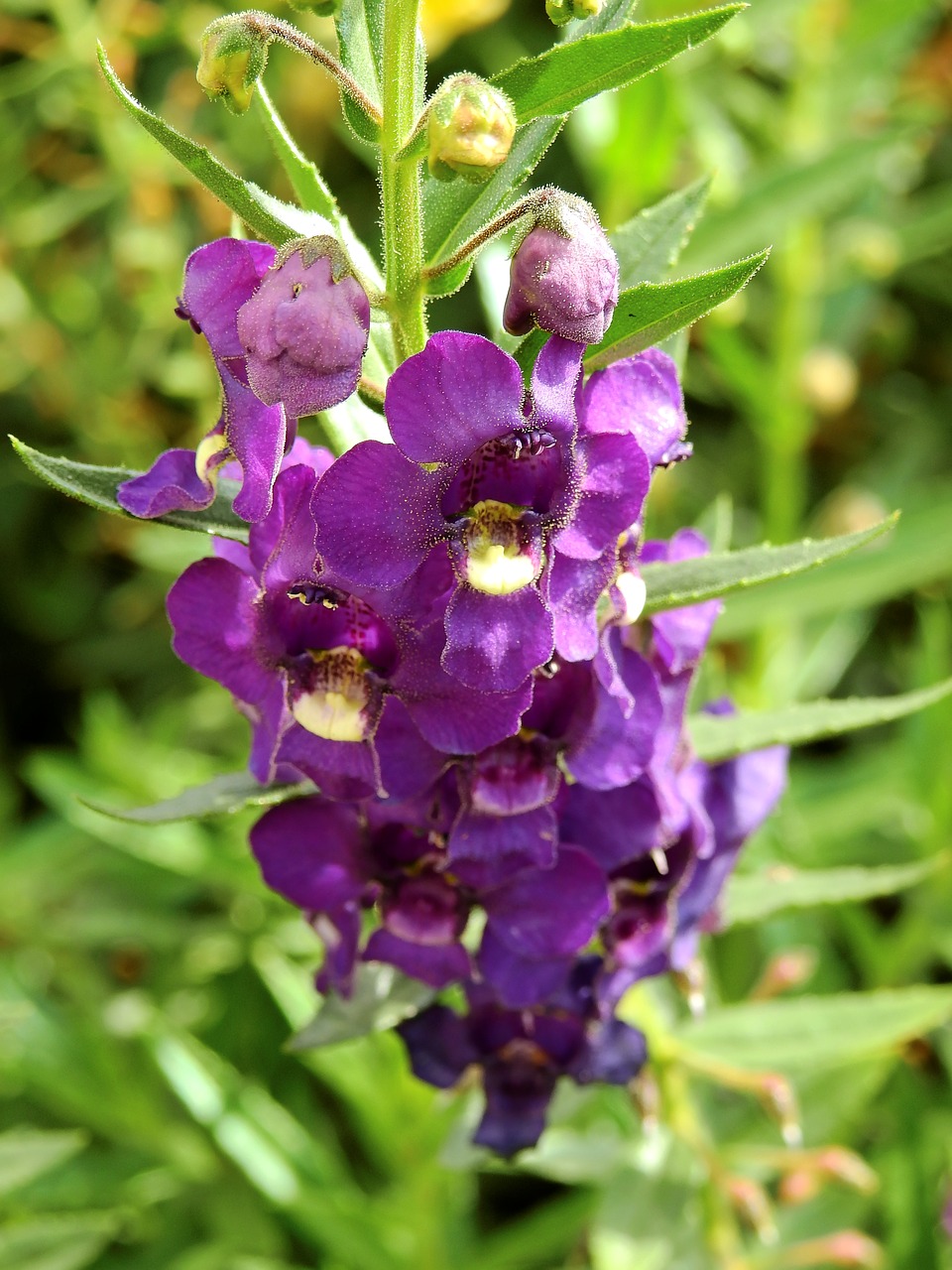 flowers blossom bloom free photo