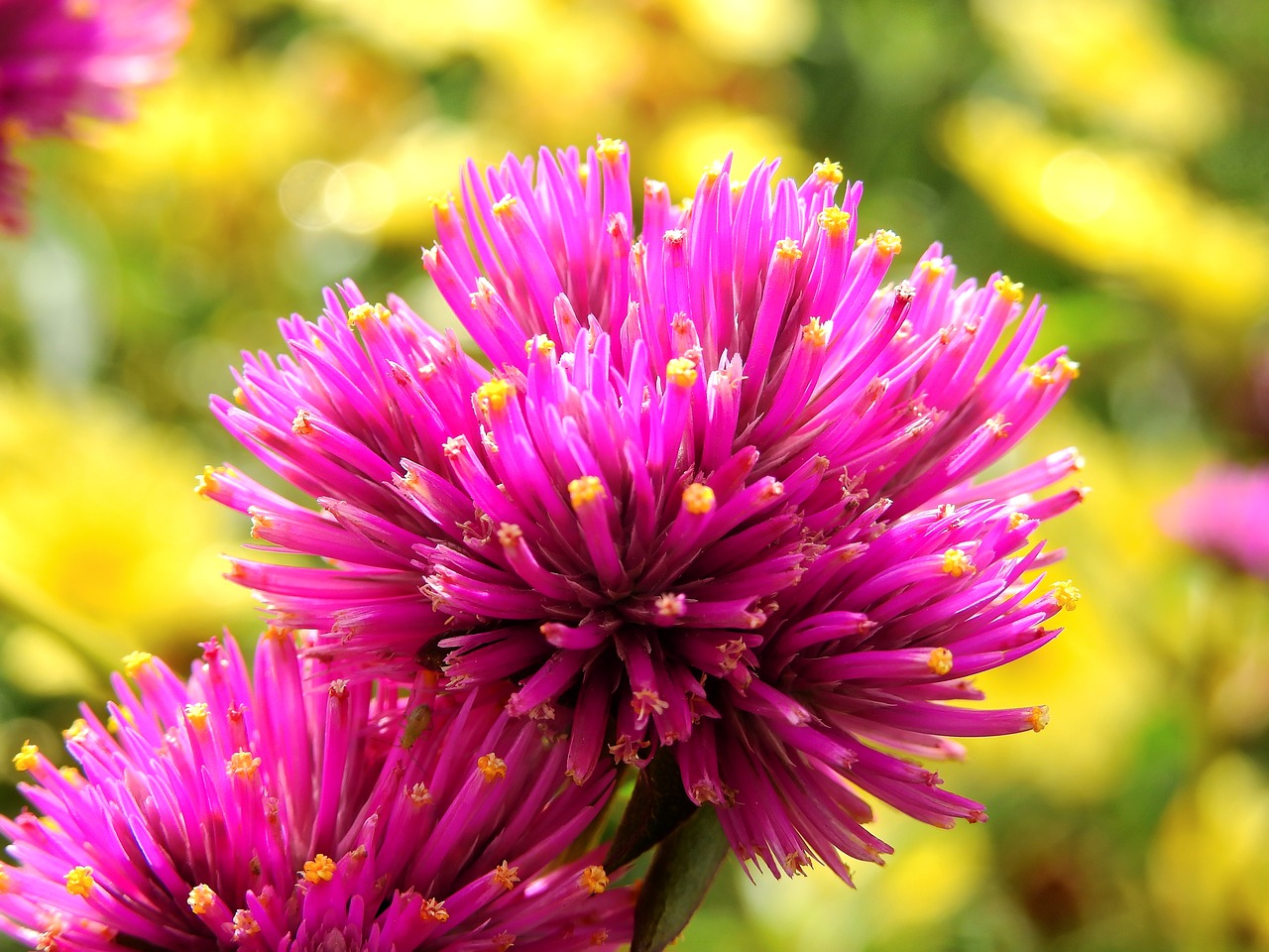 flowers blossom bloom free photo