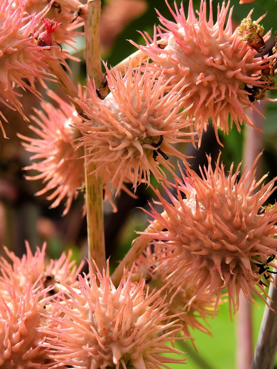 flowers blossom bloom free photo