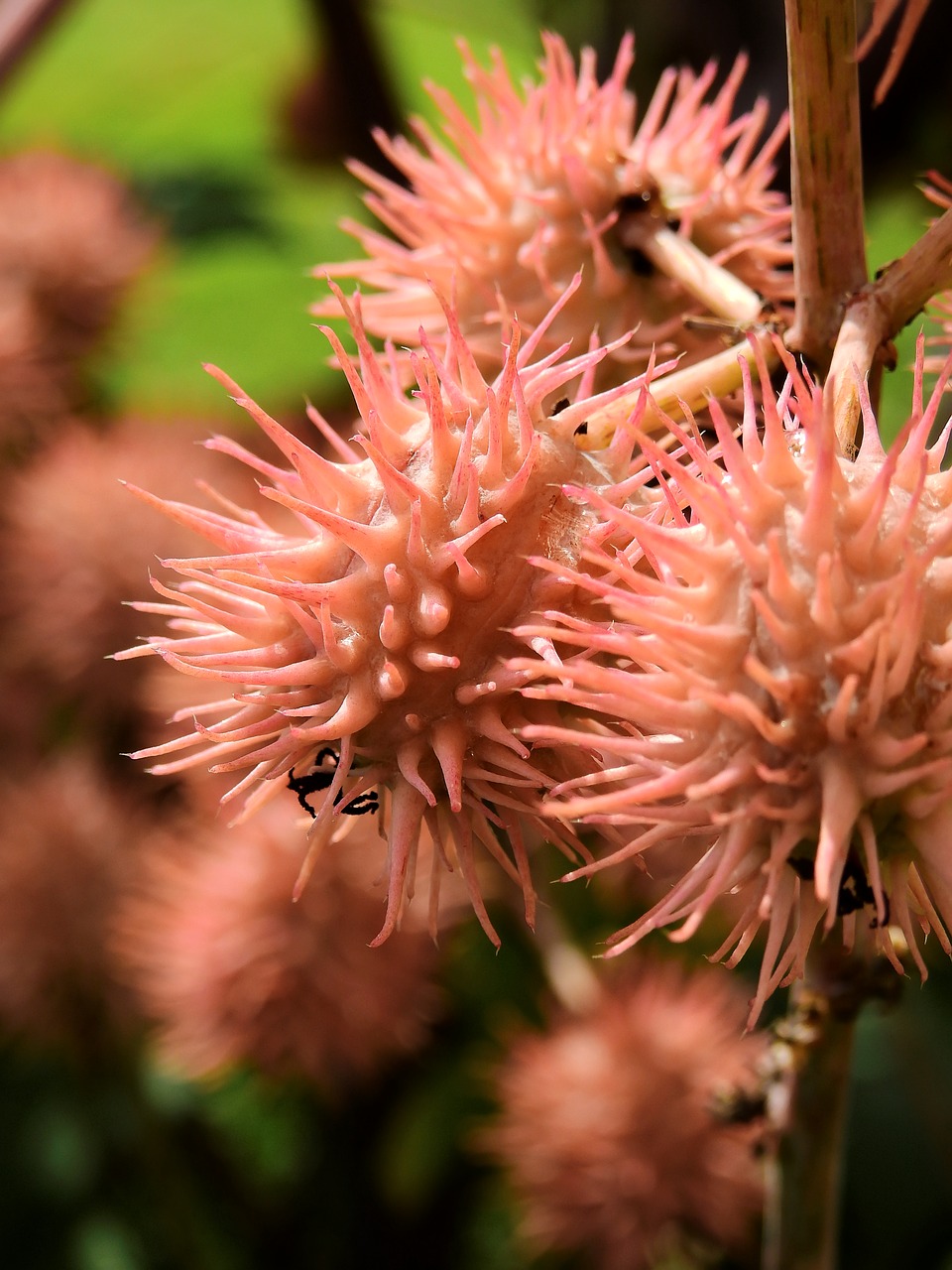 flowers blossom bloom free photo