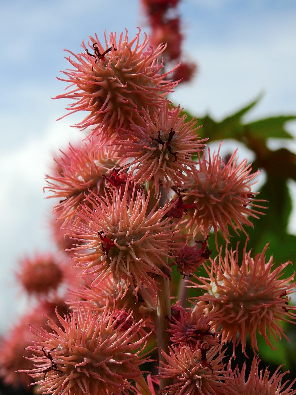 flowers blossom bloom free photo