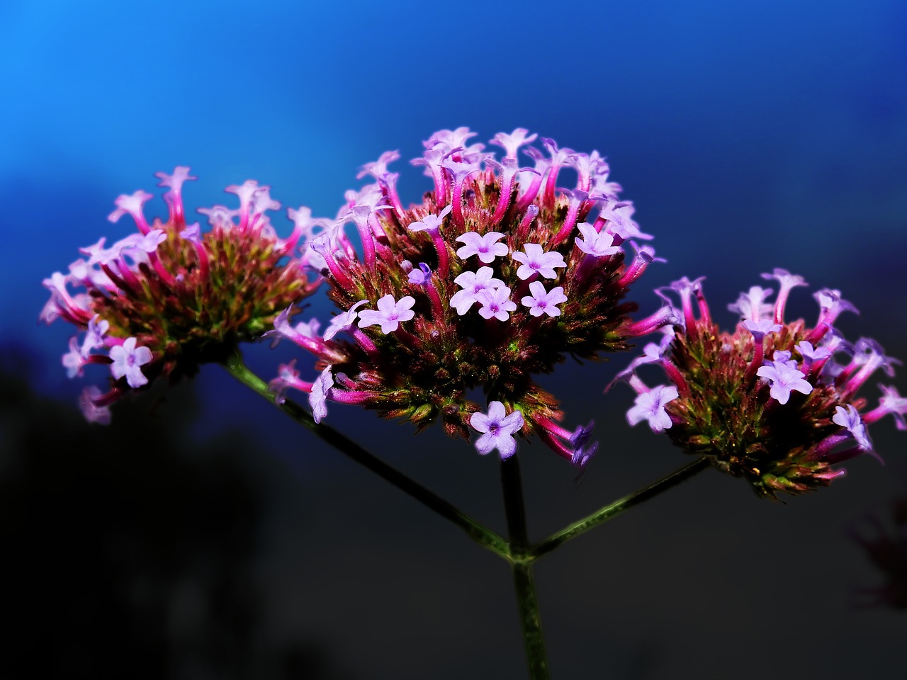 flowers blossom bloom free photo