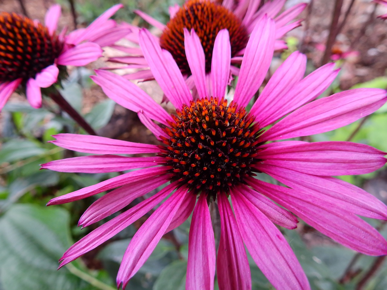 flowers blossom bloom free photo