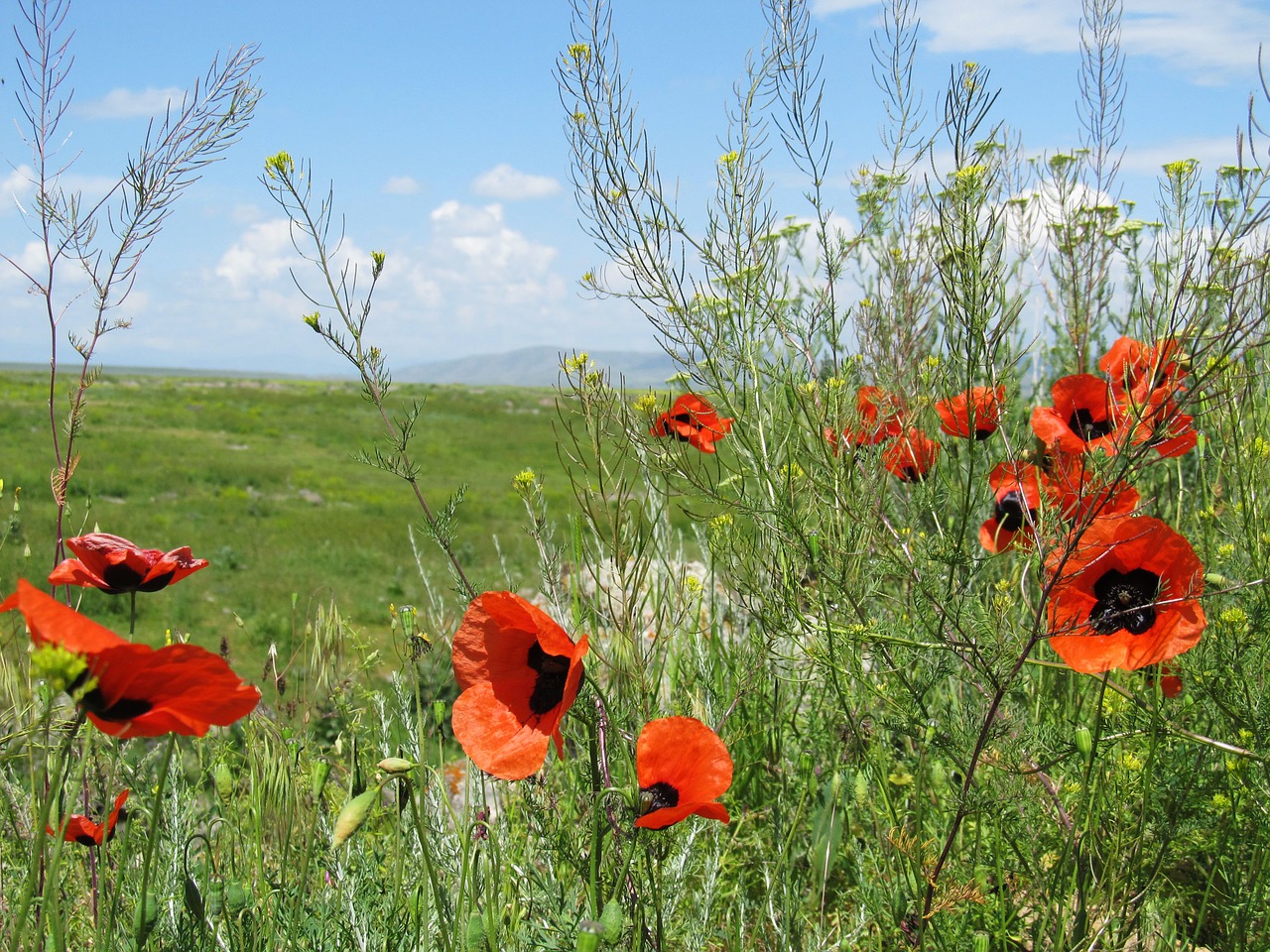 flowers summer landscape free photo