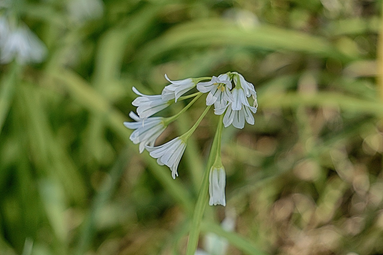 flowers bells nature free photo