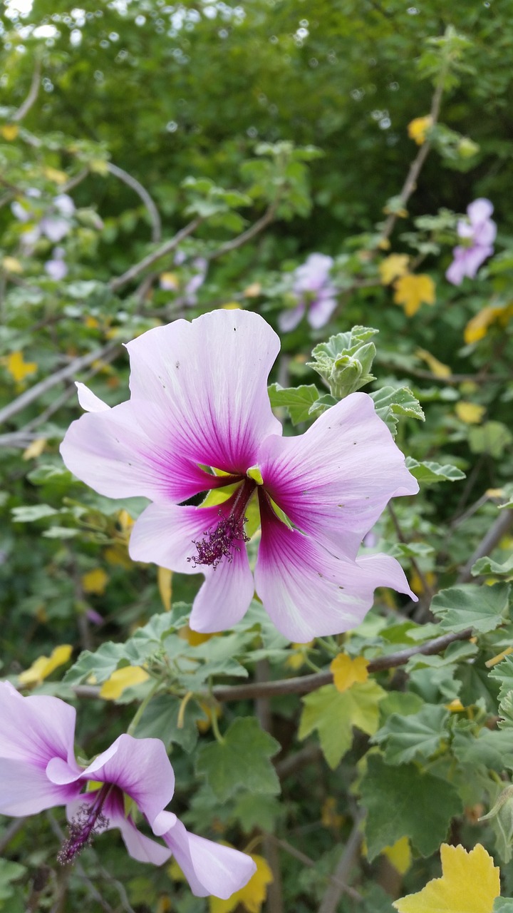 flowers pink garden free photo