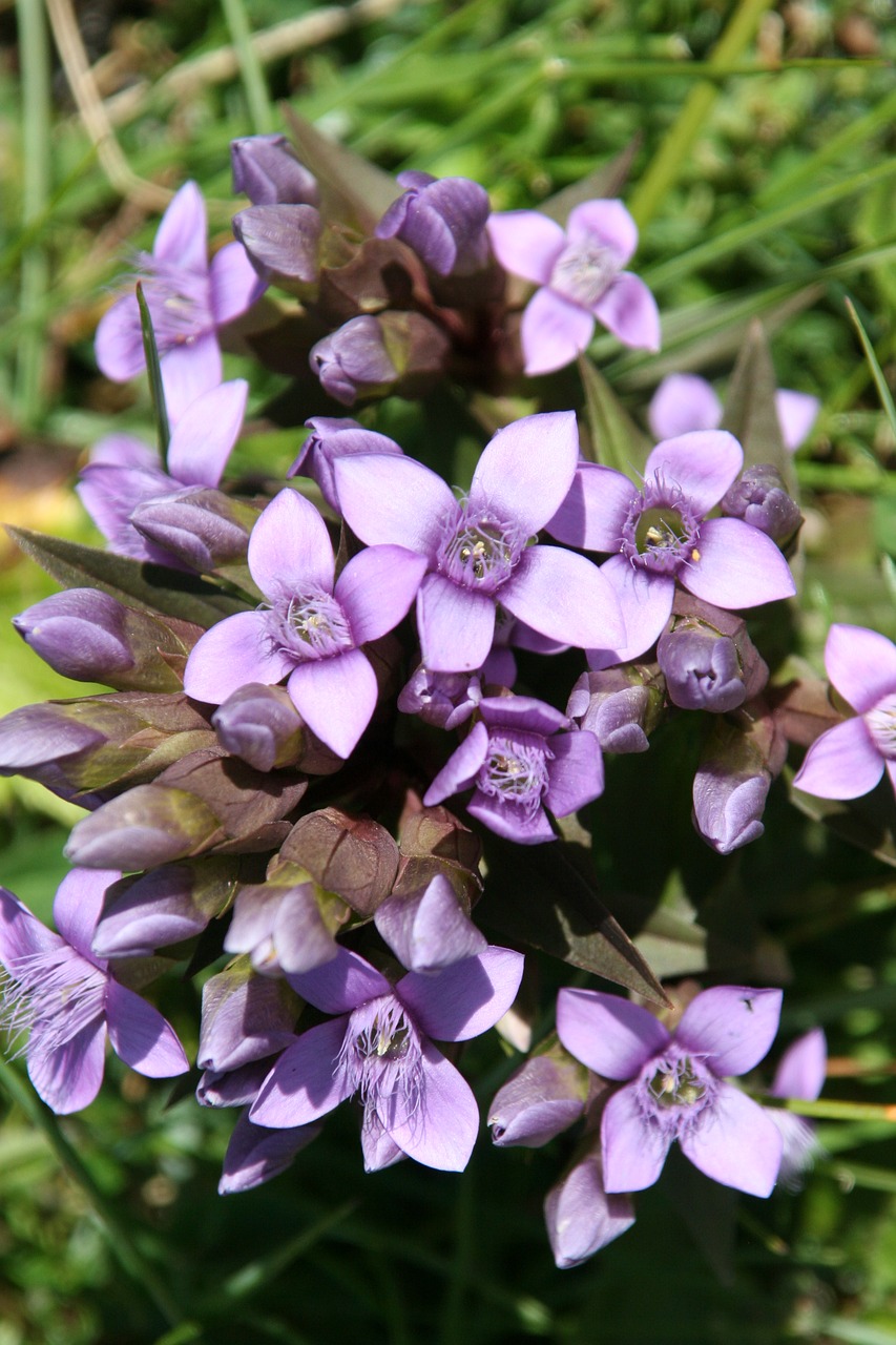 flowers alps plant free photo