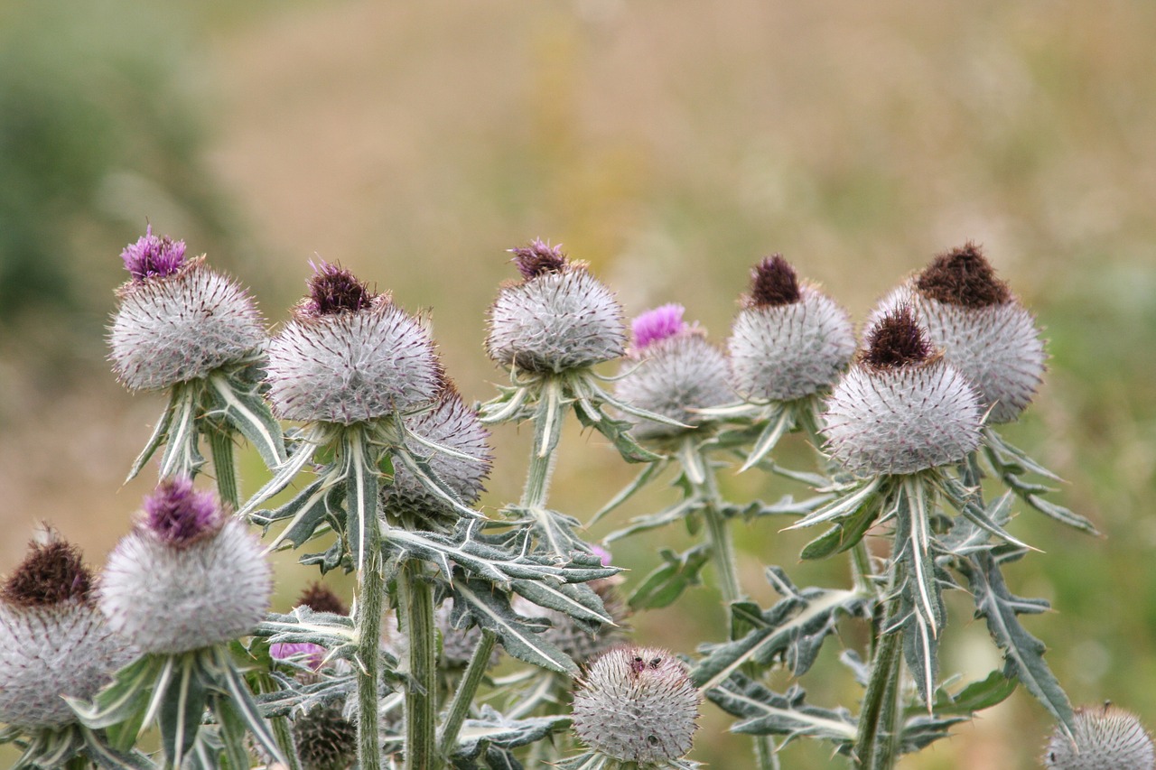 flowers thistles alps free photo