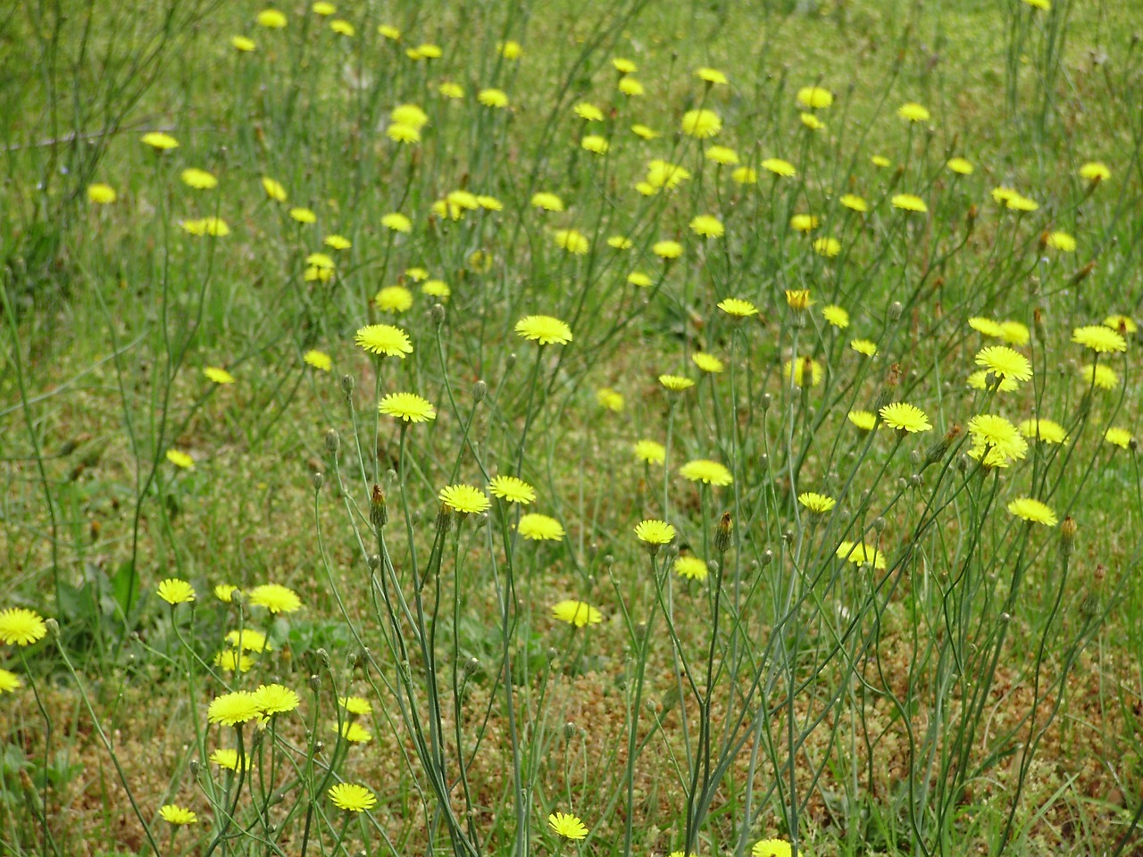 flowers meadow summer free photo