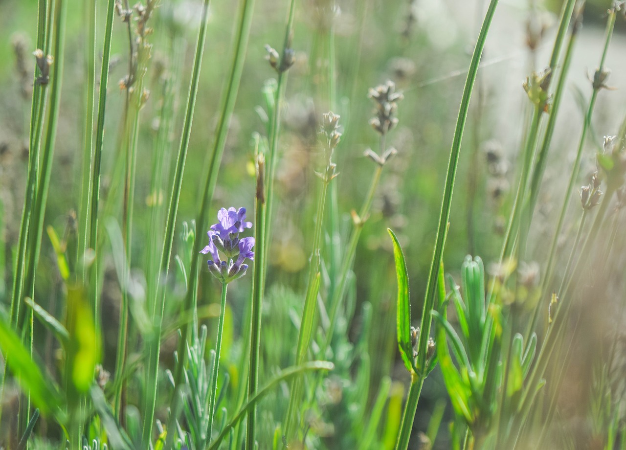 lavender flowers nature free photo