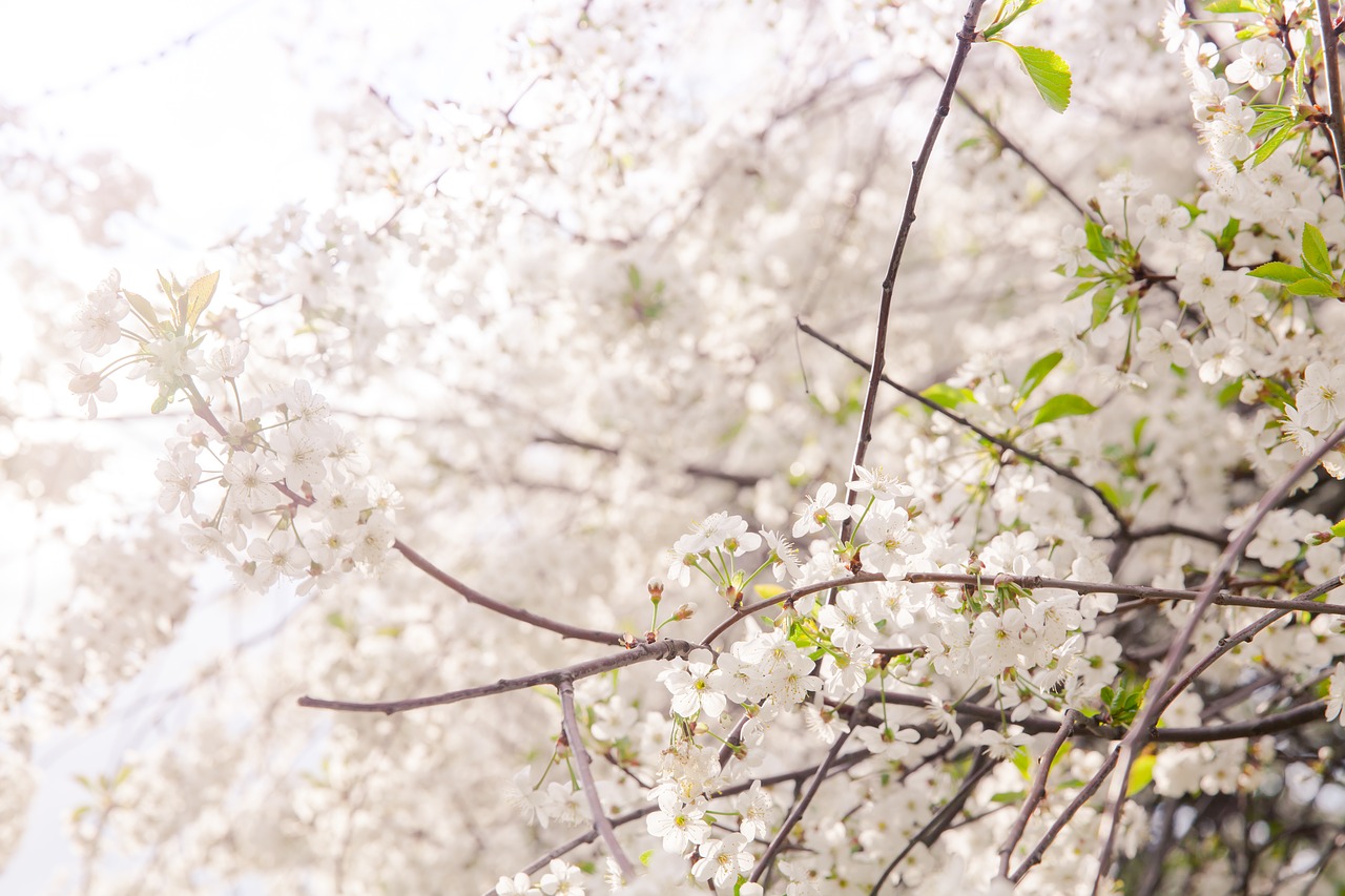 flowers sakura flowering tree free photo