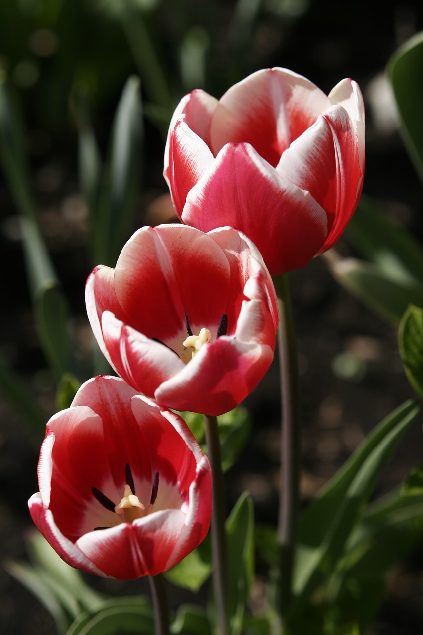 flowers tulips plants free photo