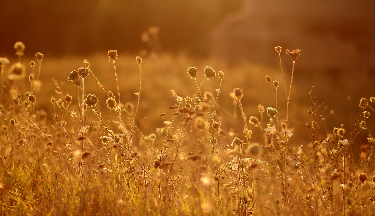 flowers sunset nature free photo