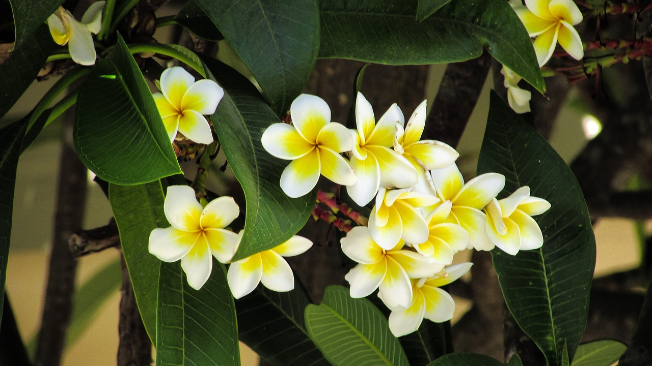 flowers tree nature free photo