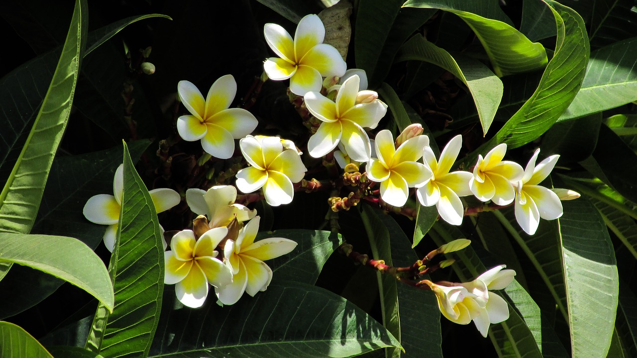 flowers tree nature free photo