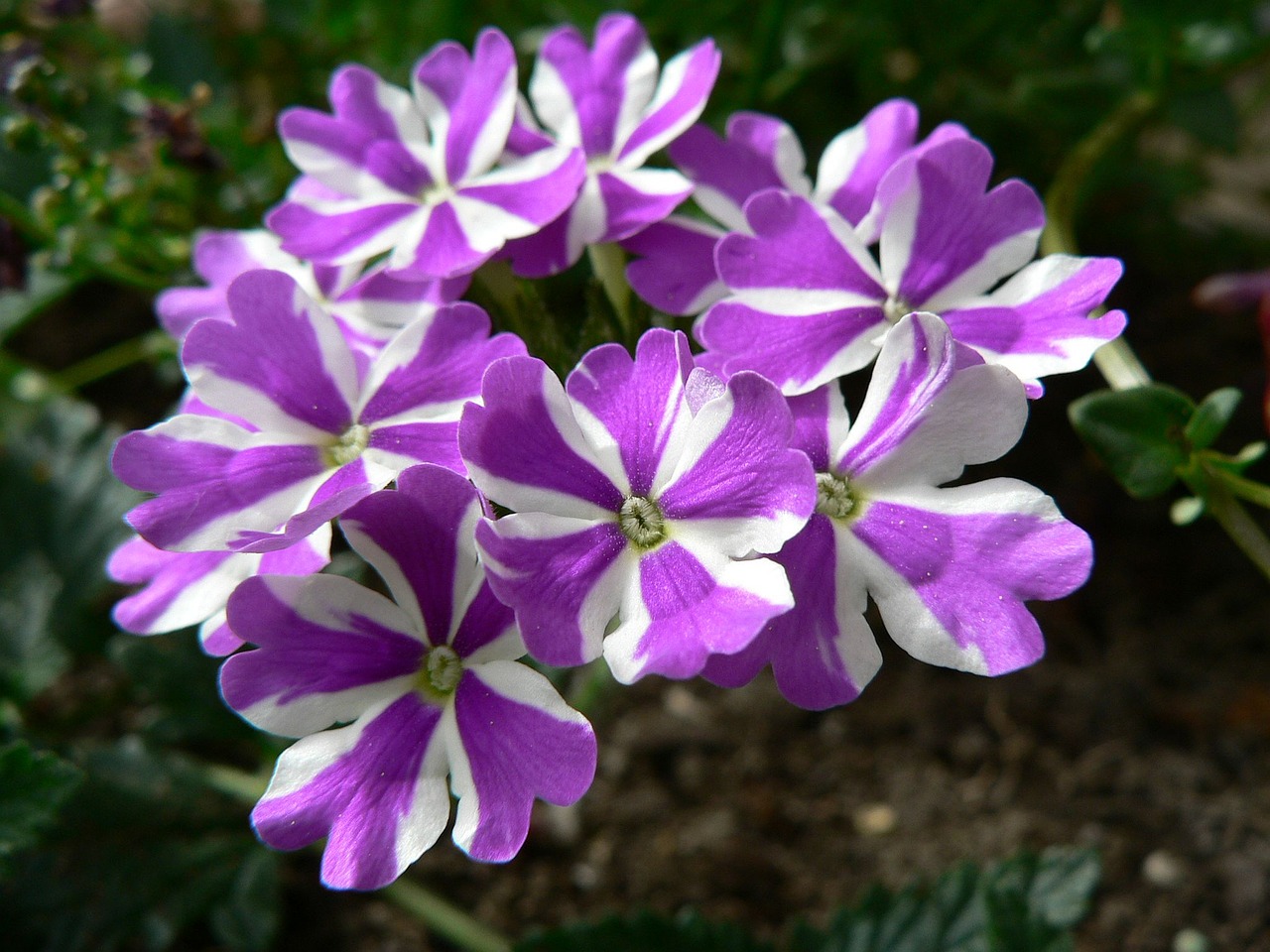 flowers plant garden free photo