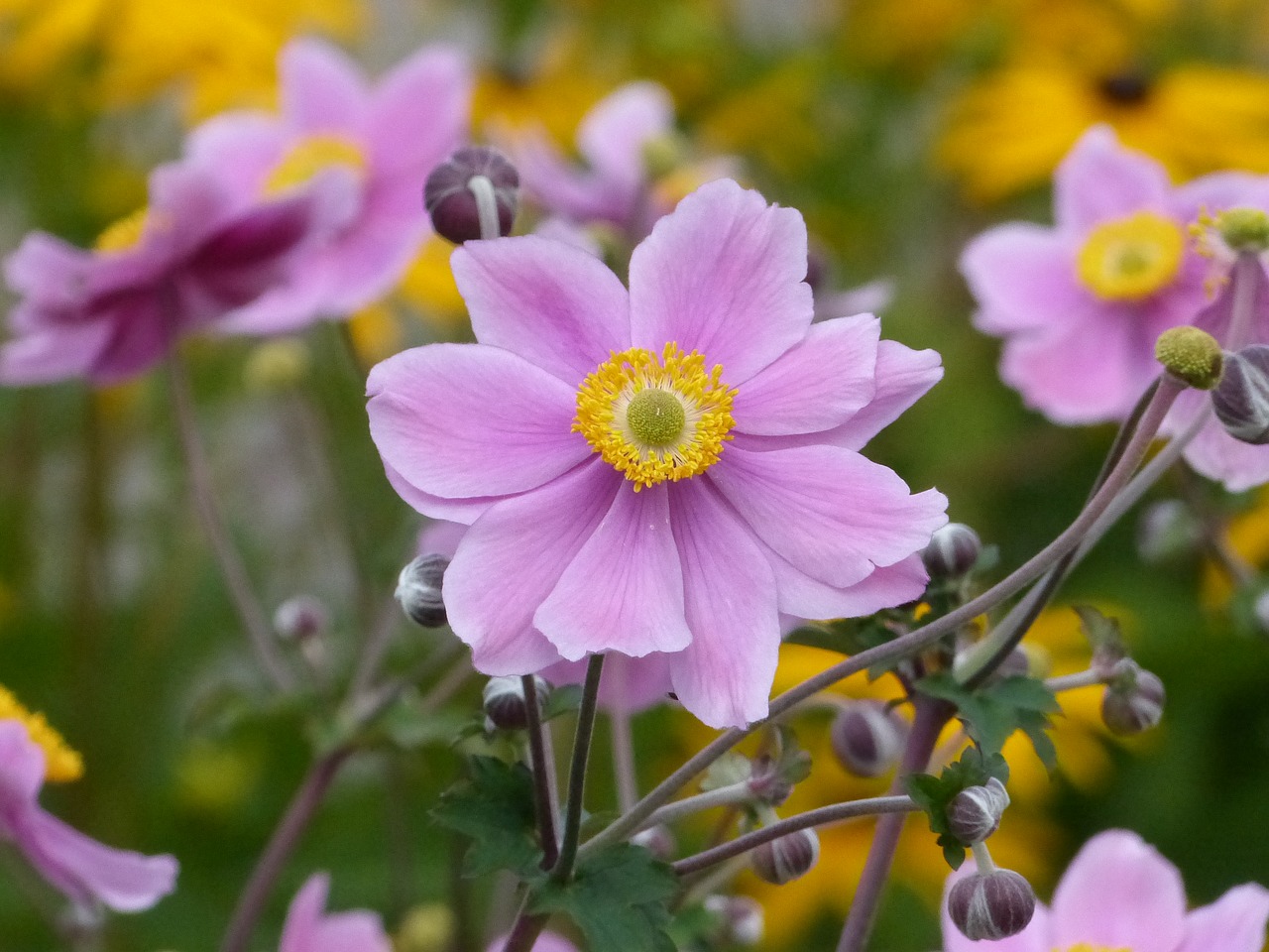 flowers pink garden free photo