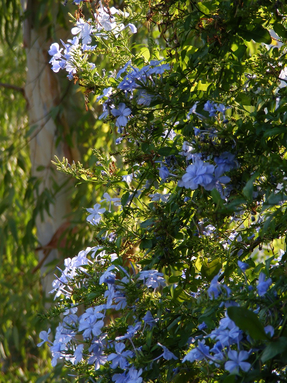 flowers green leaf free photo