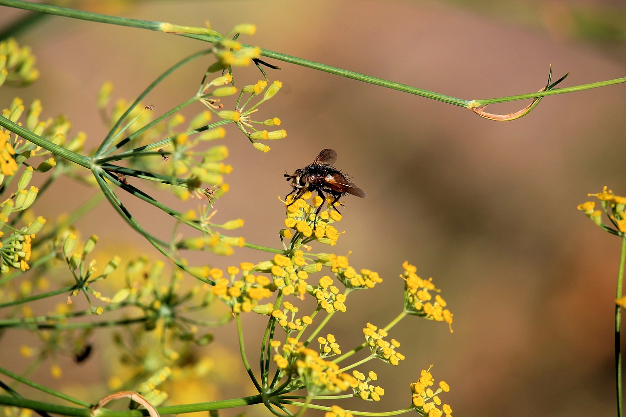 flowers yellow insect free photo