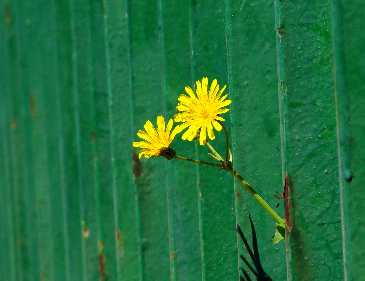 flowers margaritas yellow flowers free photo