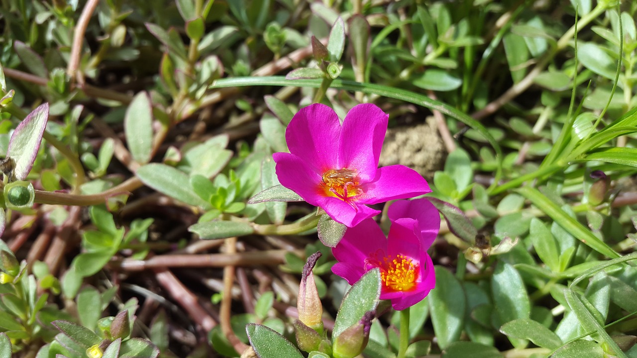 flowers wild flower purple flower free photo