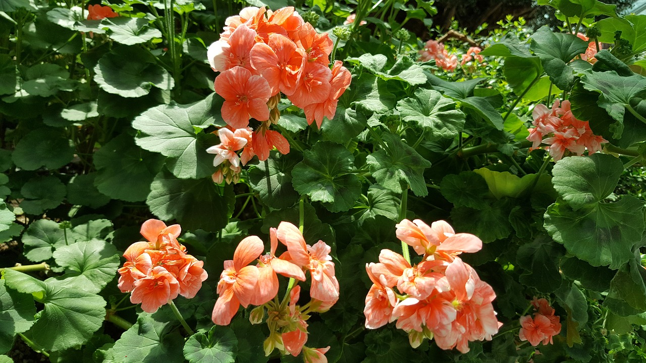 flowers garden by the bay orange flowers free photo