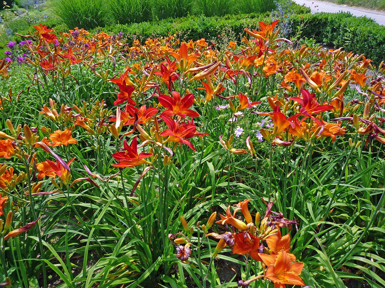 flowers plant blossom free photo