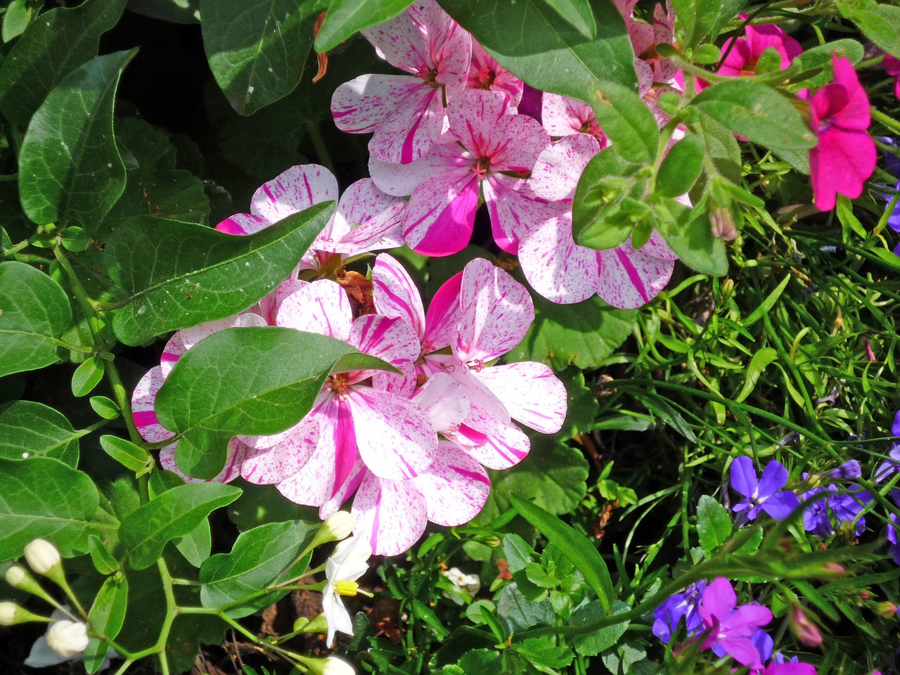 flowers plant blossom free photo